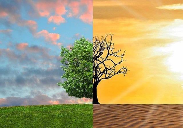 tree in summer and winter